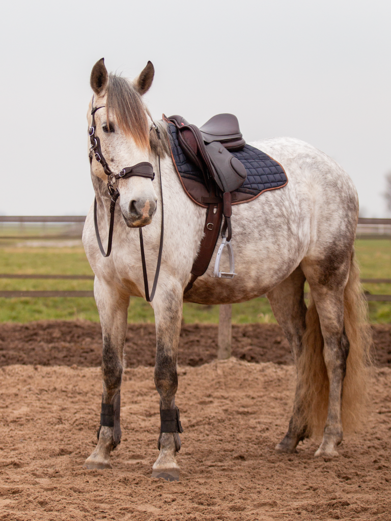 1.1800.25 EDIX Alydar jumping saddle IMG_1209