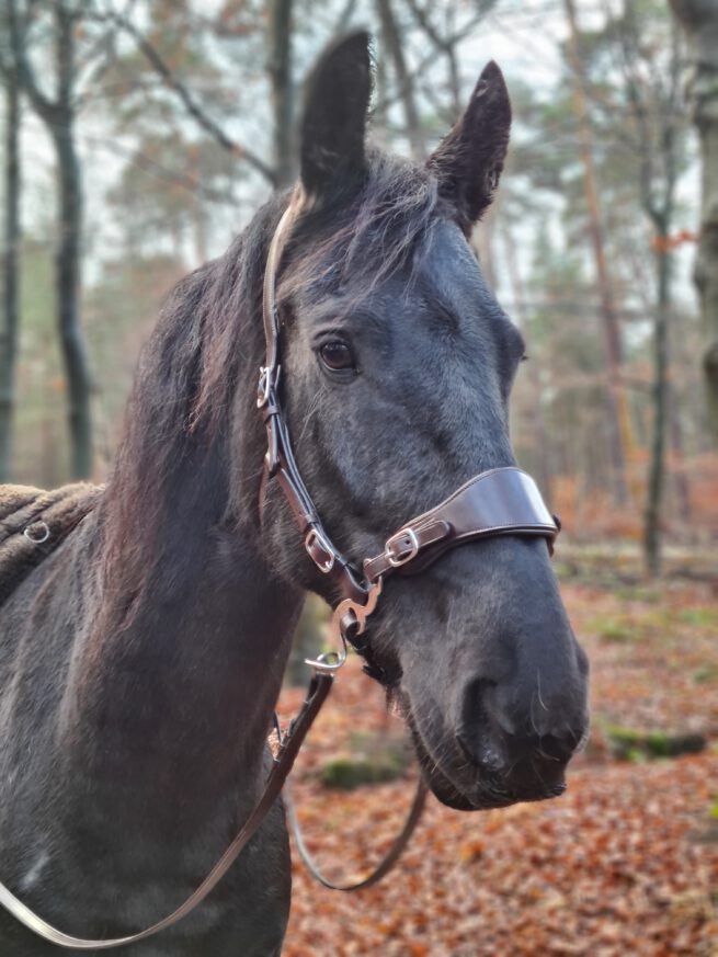 EDIX neusriem Classic - Afbeelding 6