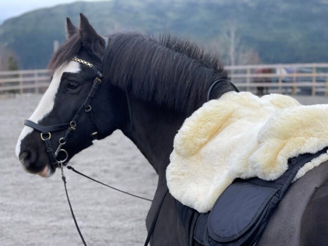 EDIX Signor Merino sheepskin Barebackpad - Image 32