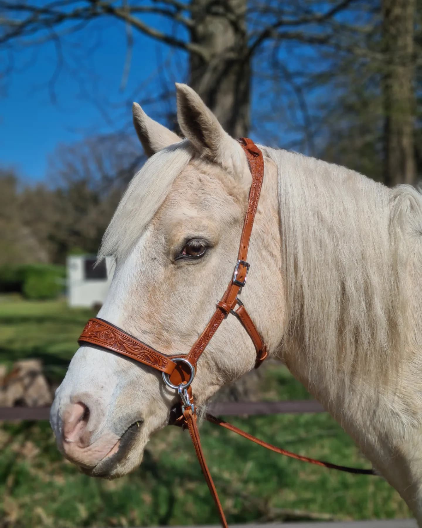 Side pull bridle deals