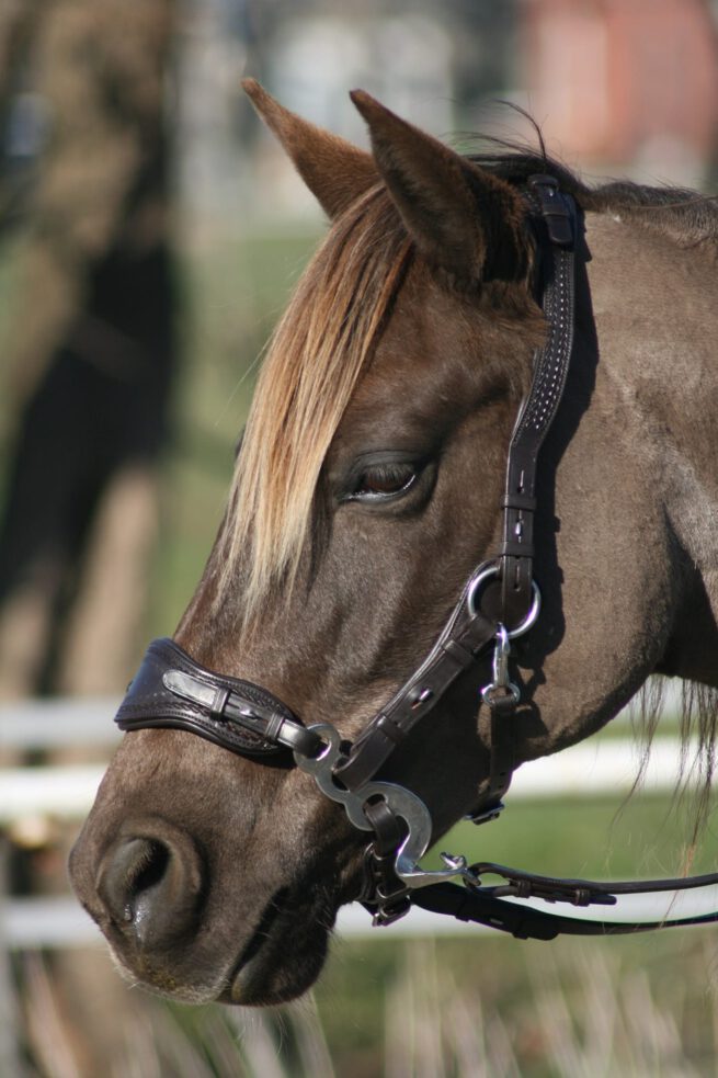 EDIX ED4 Hackamore hoofdstel, model Jazz - Afbeelding 3