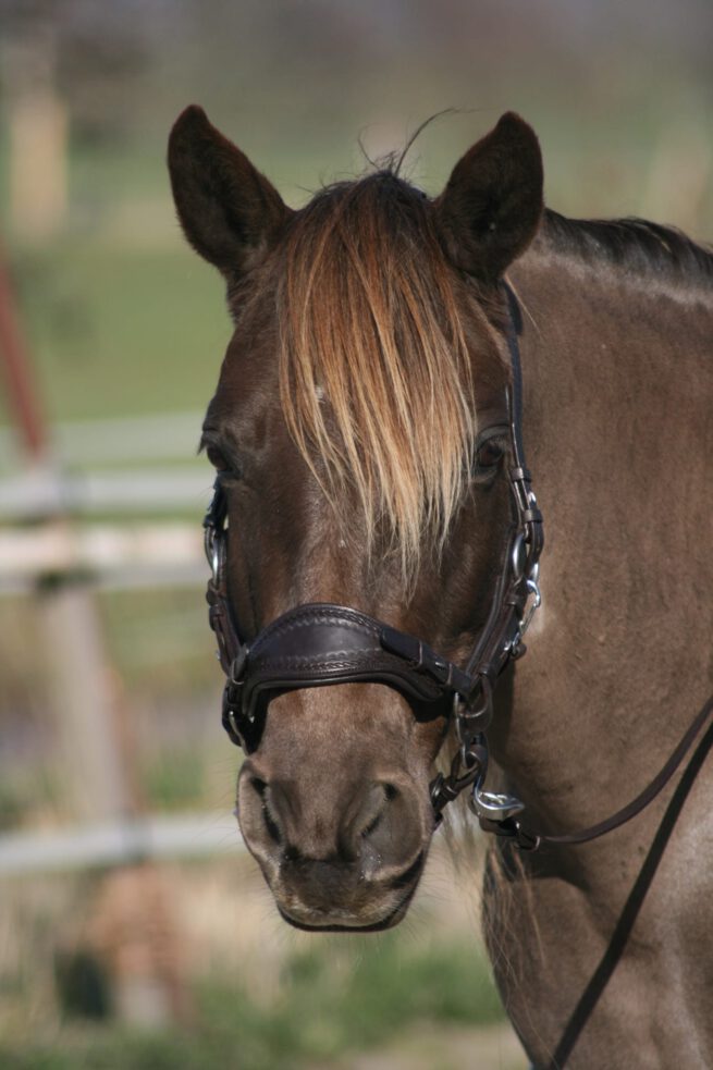 EDIX noseband Jazz - Image 6