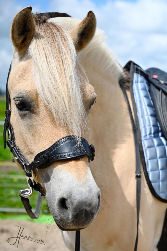 EDIX noseband Jazz - Image 7