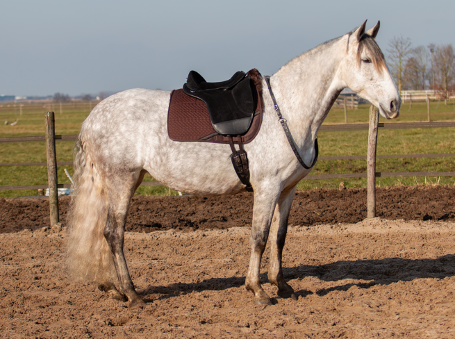 EDIX Union barebackpad - Afbeelding 13