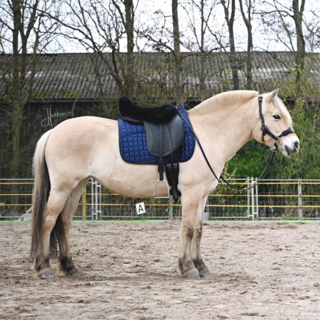 EDIX Merino zadelzitting voor Engelse zadels - Afbeelding 7