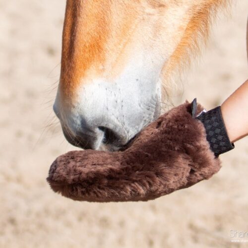 Paard