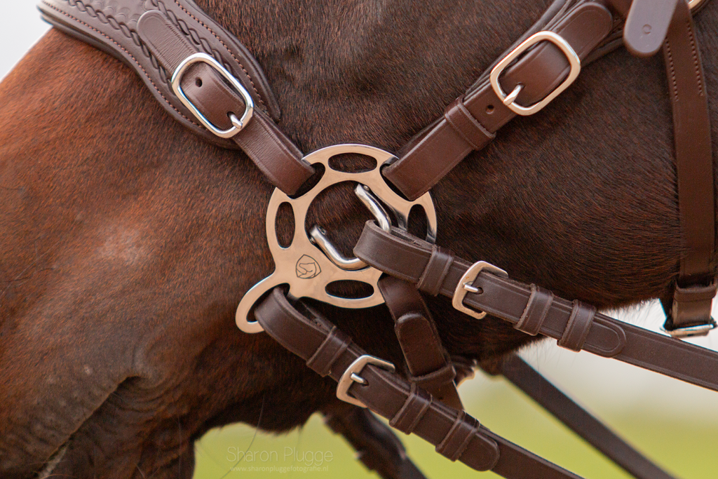 8.8555.82 EDIX Halo Pro hackamore IMG_6239-Edit