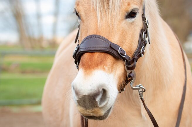 EDIX noseband Jazz