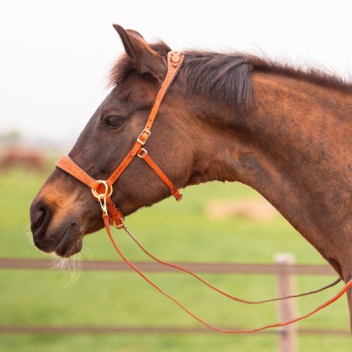 EDIX ED2, sidepull bridle, Brass Edition