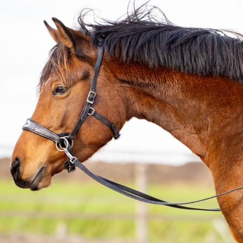 EDIX ED2 Brightstar, sidepull hoofdstel