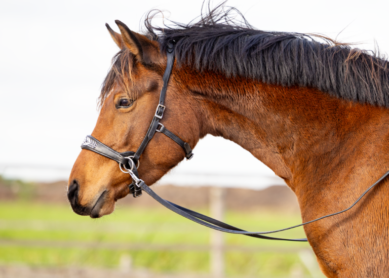 （希少品）Bohlin 製Scarf Sliide（ Indian Head ） EDIX ED2 Brightstar, sidepull hoofdstel - EDIX Saddles