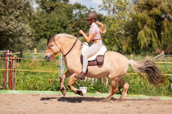EDIX Rose cordeo, uit de Rose collection - Afbeelding 10