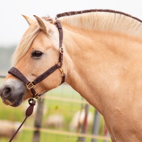 Halters and leads