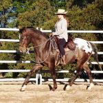 EDIX Signor Merino sheepskin Barebackpad