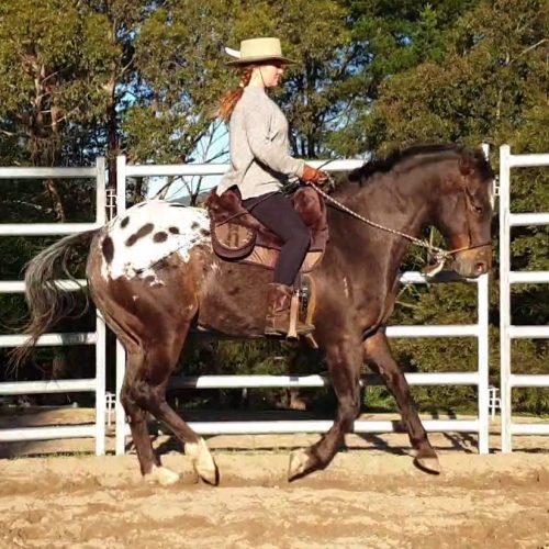 EDIX Signor Merino sheepskin Barebackpad