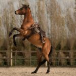 EDIX Broncho barebacksaddlepad, complete