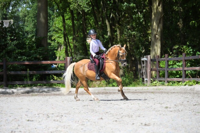 EDIX Glitter DR saddle pad child - Image 10