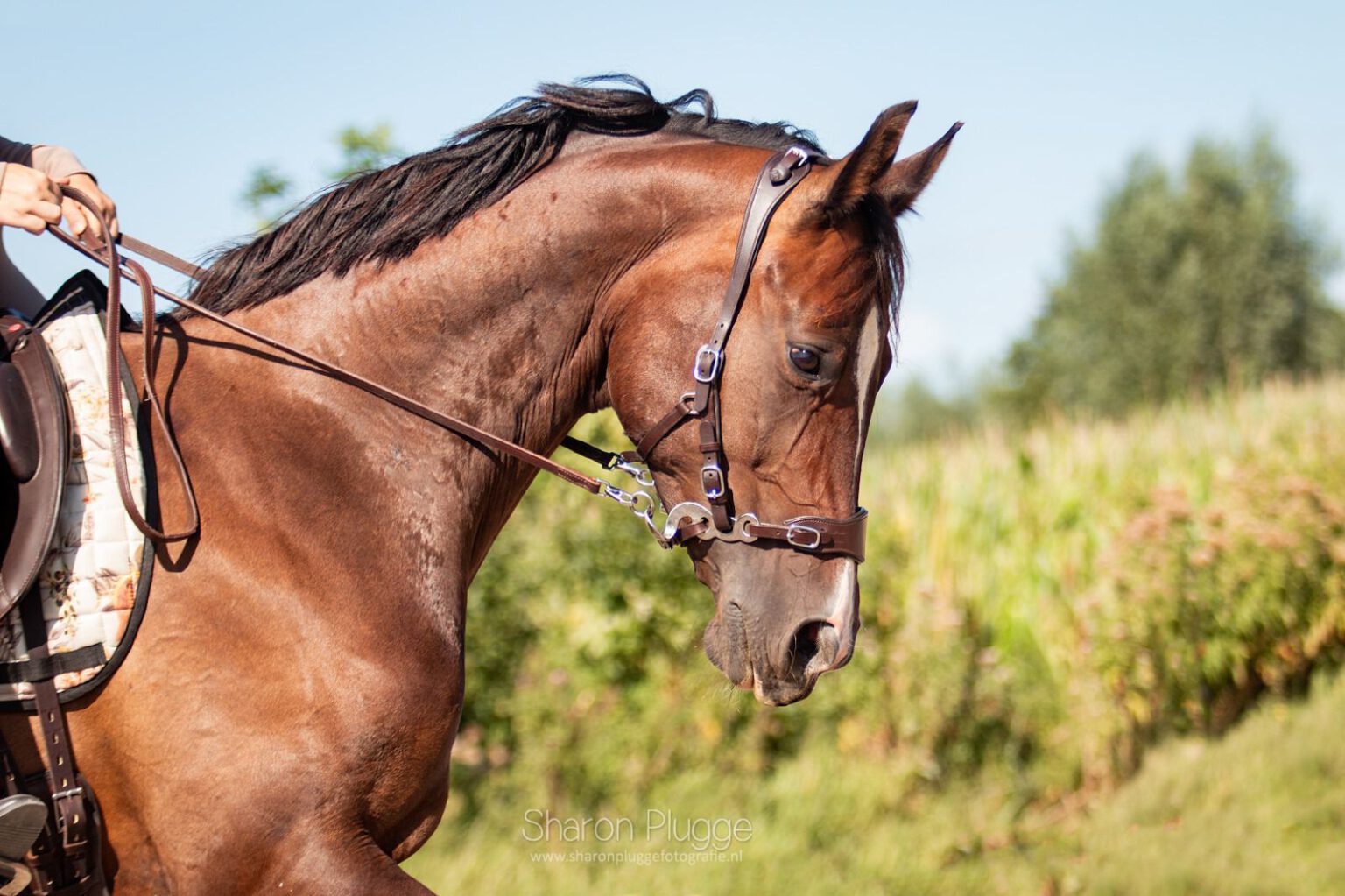 EDIX ED4 Hackamore bridle, model Classic - EDIX Saddles