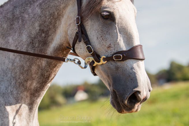EDIX neusriem Classic - Afbeelding 7