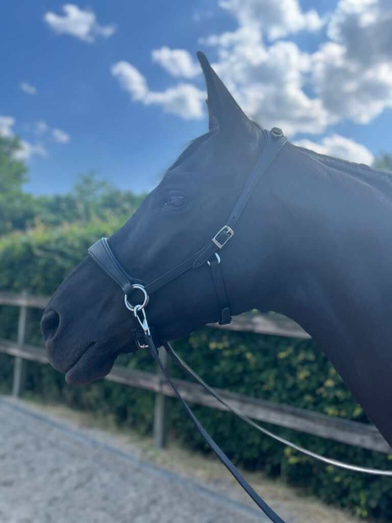 EDIX ED2, model Grace side pull bridle EDIX Saddles