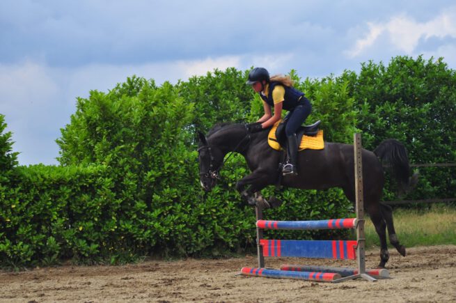 EDIX Emir soft tree GP saddle - Image 9
