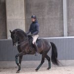 EDIX Tariq soft tree dressage saddle