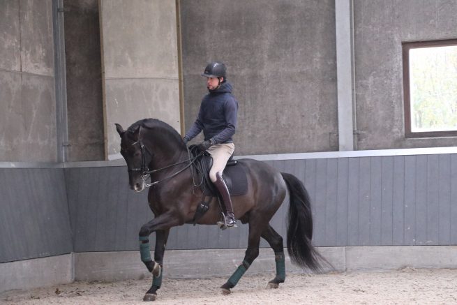 EDIX Tariq soft tree dressage saddle