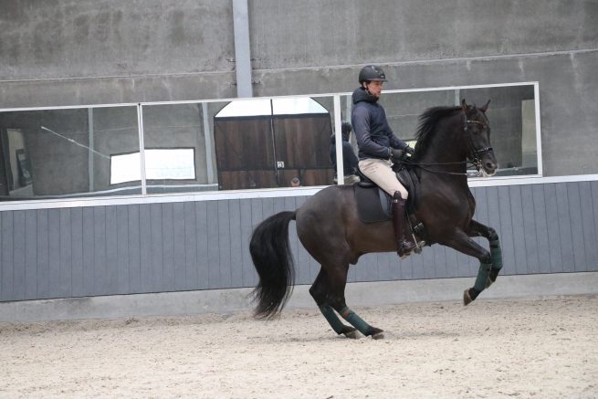 EDIX Tariq soft tree dressage saddle