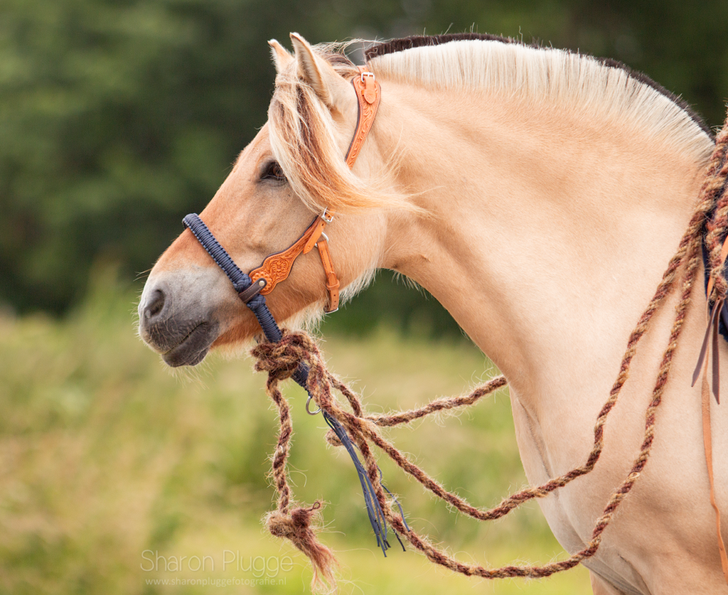 EDIX ED3 Rose, western bridle - EDIX Saddles