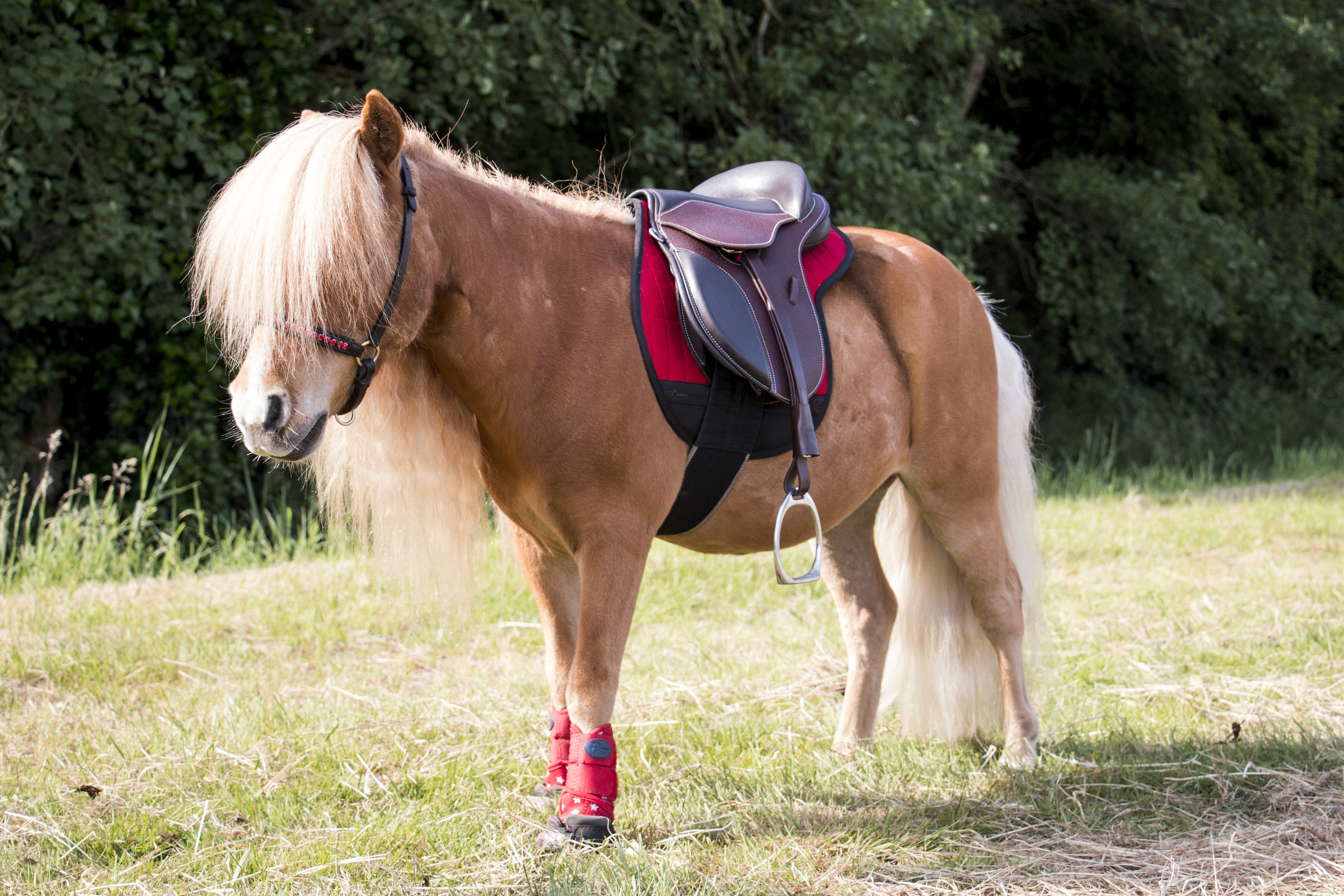 Kracht Speeltoestellen Verleiding EDIX® Vika boomloos veelzijdigheidszadel (child version) - EDIX Saddles