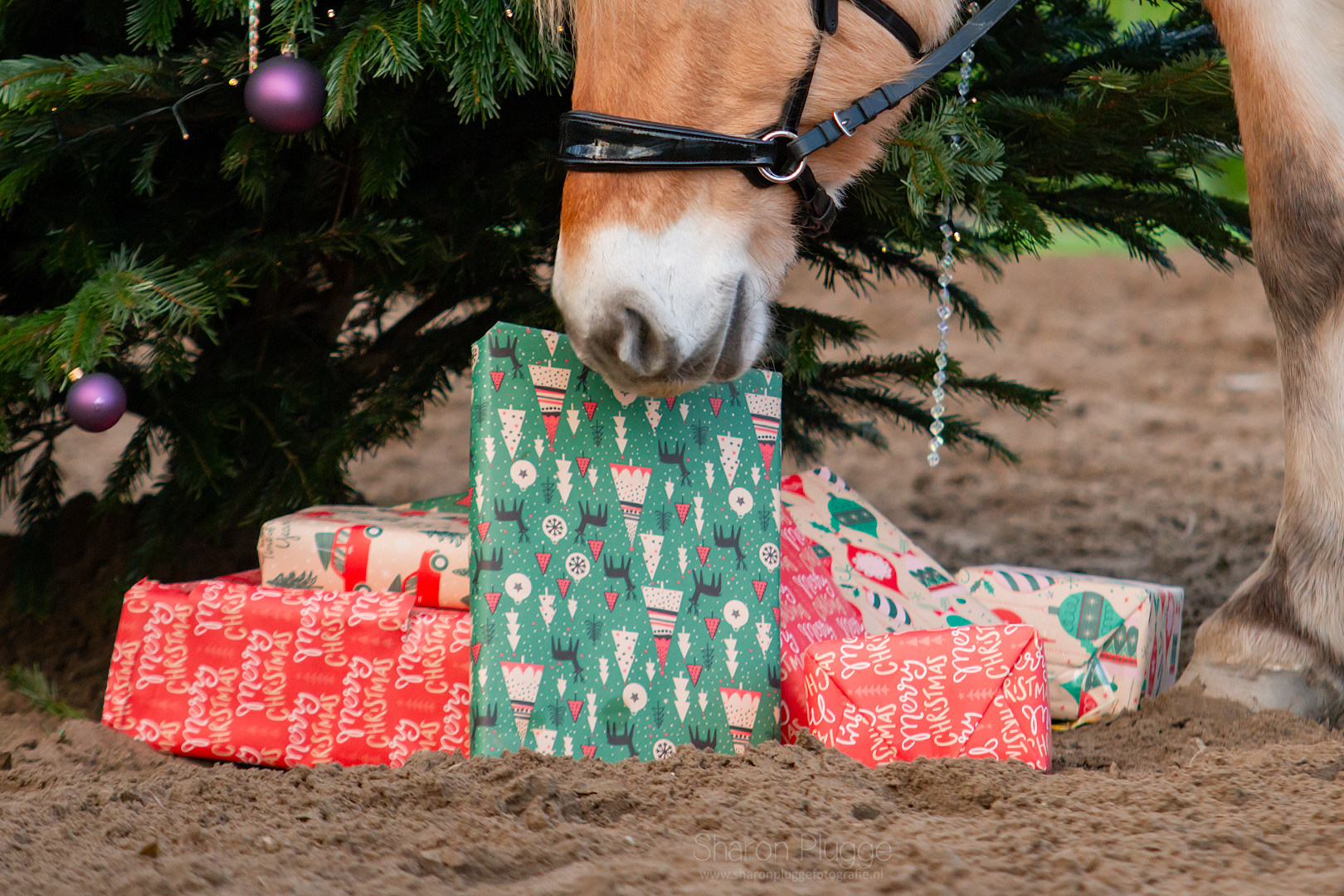 EDIX Saddles winter announcement