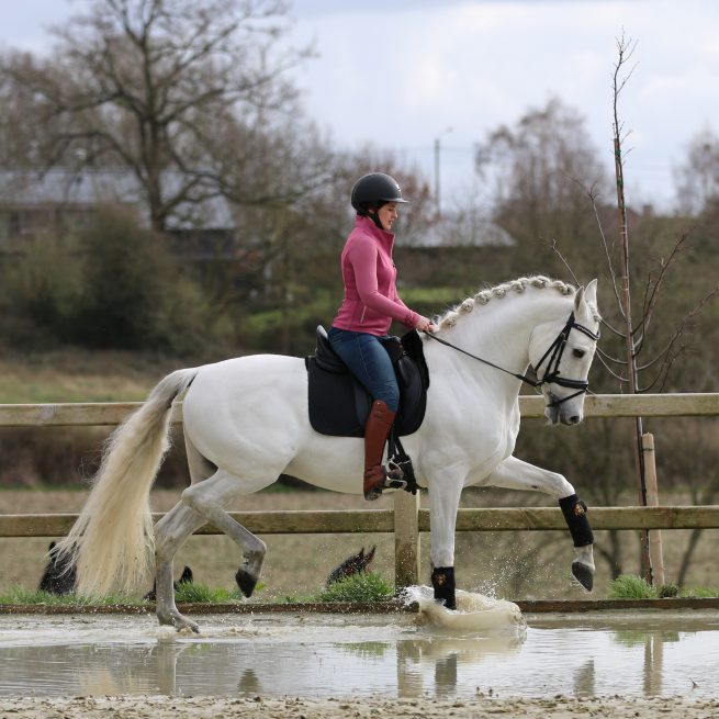 EDIX Yasir soft tree dressage saddle