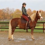 EDIX Tudor soft tree dressage saddle