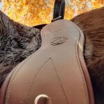 EDIX anatomic leather dressage girth