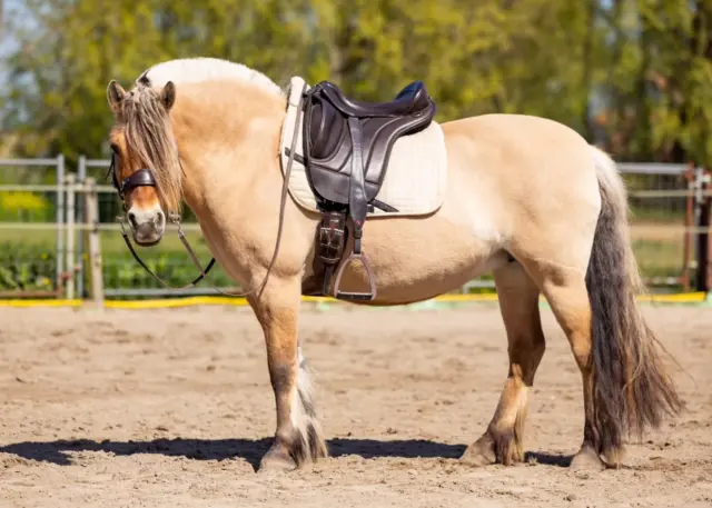 Oakwood Careset - EDIX Saddles