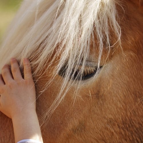 child saddles